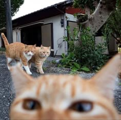 two orange cats walking down a street next to a house and trees with one cat looking at the camera