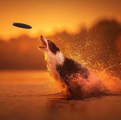 a dog jumps into the water to catch a frisbee in its mouth at sunset