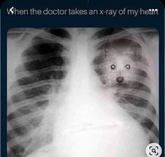 an x - ray image shows the chest with a cat's face in it