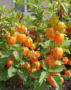 an orange plant with lots of green leaves in the ground next to other plants and flowers