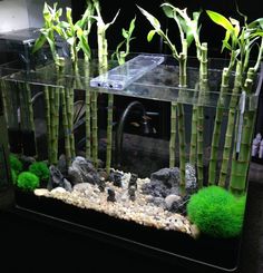 an aquarium with plants and rocks in it