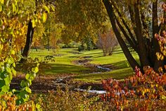 trees and grass in the fall with water running through them, on a sunny day