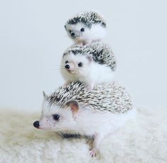 three hedgehogs sitting on top of each other