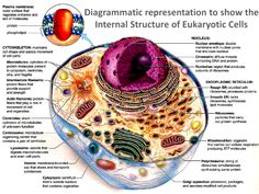 the structure of an animal cell labeled in its major parts and their corresponding organ systems