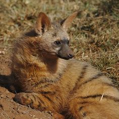 a hyena laying down in the dirt and grass looking at something to the side