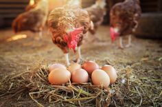 three chickens and four eggs in hay on the ground with sunlight coming through them,