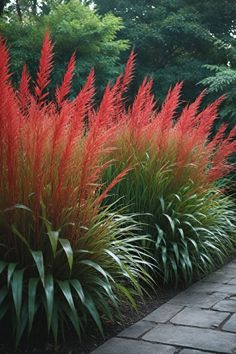 red ornamental grass in the garden with brick walkway and stone paversed path leading to trees