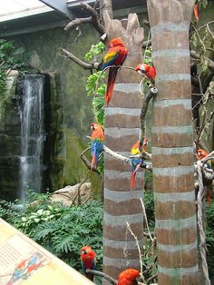 there are many colorful birds perched on the trees