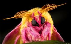 a close up of a pink and yellow moth with long antennae on it's head