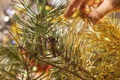 a person is decorating a pine tree