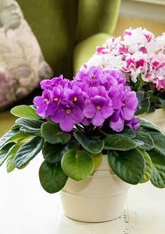 purple and white flowers sit in a pot on a table next to a green chair