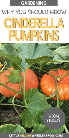 an image of some pumpkins growing in the garden with text that reads why you should grow cinderella pumpkins