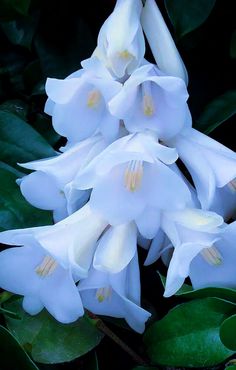 white flowers with green leaves in the background