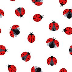 the ladybugs are all over the white background