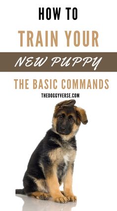 a puppy sitting in front of a white background with the words how to train your new puppy