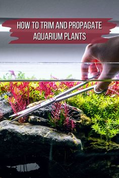 a person is cutting through plants in an aquarium with the words how to trim and propagate aquarium plants