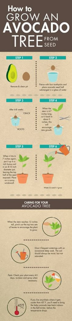 the info sheet shows how to grow avocado trees