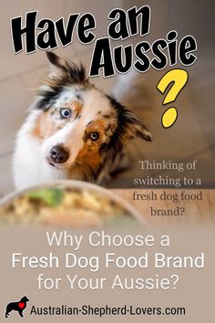 a dog looking up at the camera with text that reads have an aussie?