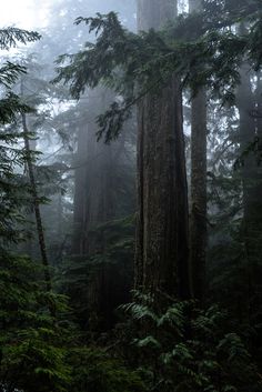 tall trees in the middle of a forest with foggy sky behind them and lots of green foliage