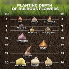 the planting depth of bulbous flowers is shown in this graphic above it's description