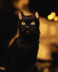 a black cat with yellow eyes staring at the camera