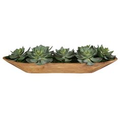 succulents are arranged in a wooden tray on a white background for display