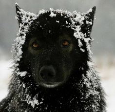 a black dog with snow on its head