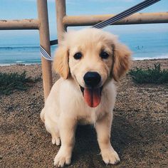 a dog sitting on the ground with its tongue hanging out and looking at the camera