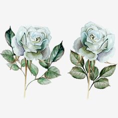 two white roses with green leaves are shown in this watercolor painting style illustration, on a white background