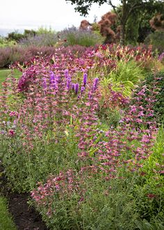 purple flowers are growing in the garden along with other plants and shrubs on the ground