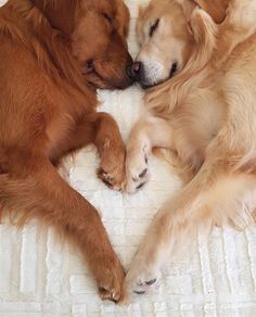 two brown dogs laying next to each other on a bed