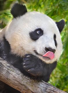 a panda bear sticking its tongue out on a tree branch