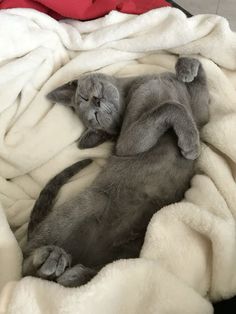 a gray kitten is curled up in a blanket and sleeping on it's back