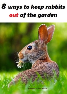 a rabbit sitting in the grass with its mouth open and eating some green leaves, text reads 8 ways to keep rabbits out of the garden