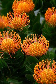 orange flowers with green leaves in the background