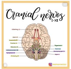 an image of the human brain with labels on it and text that says, cranil