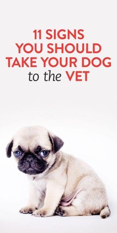 a small pug dog sitting in front of a white background with the words 11 signs you should take your dog to the vet