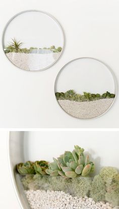 two circular mirrors with succulents and gravel in them on the wall next to each other