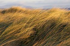 tall grass blowing in the wind on a sunny day