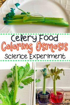 celery food is being used as an experiment for children to learn how to use it