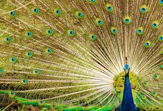 a peacock with its feathers spread out in front of it's head and tail