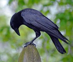 a black bird sitting on top of a wooden post