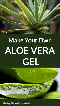 How to Make Your Own Aloe Vera Gel and 8 Ways to Use It (Plus, Facts About the Aloe Plant and Why You Need One) — All Posts Healing Harvest Homestead Uses Of Aloe Vera, Diy Kosmetik, Aloe Gel, Natural Healing Remedies, Aloe Plant, Aloe Vera Plant, Natural Therapy, Natural Health Remedies, Natural Home Remedies