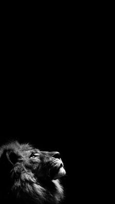 a black and white photo of a lion in the dark