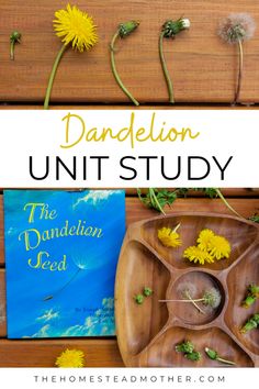 dandelion unit study with text overlay that reads, the dandelion seed