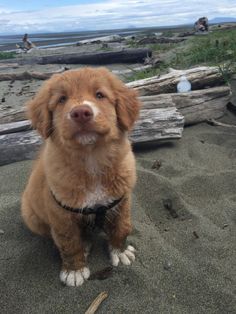 a brown dog sitting on top of a sandy beach