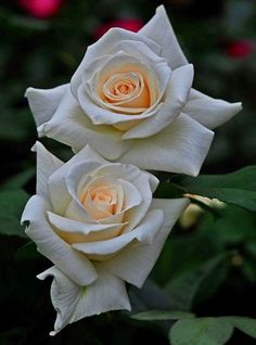 two white roses with green leaves in the background