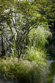 a small tree in the middle of some tall grass