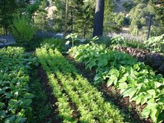 many different types of plants growing in a garden