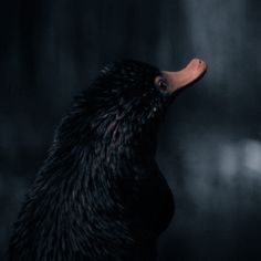 a close up of a bird with its head turned to the side and it's beak open